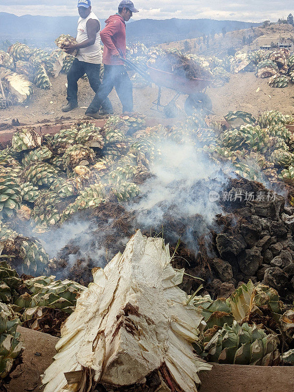 Making of mezcal - piñas go into horno, or earth oven, 2
